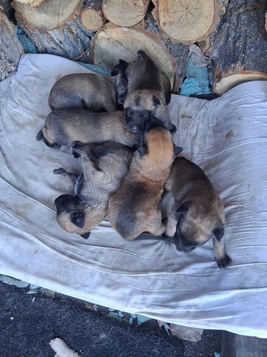 Белгийска овчарка (малиноа)