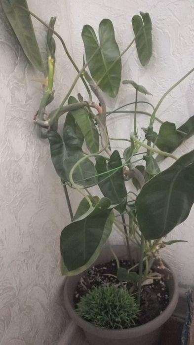 Продается комнатные цветы, бөлме гүлдері сатылады.