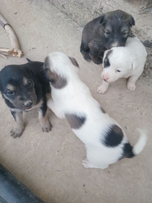 It bolalari sotiladi