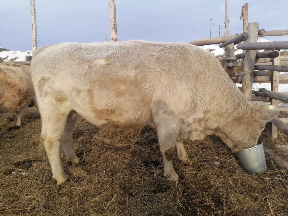 Бык 5лет срочно продам