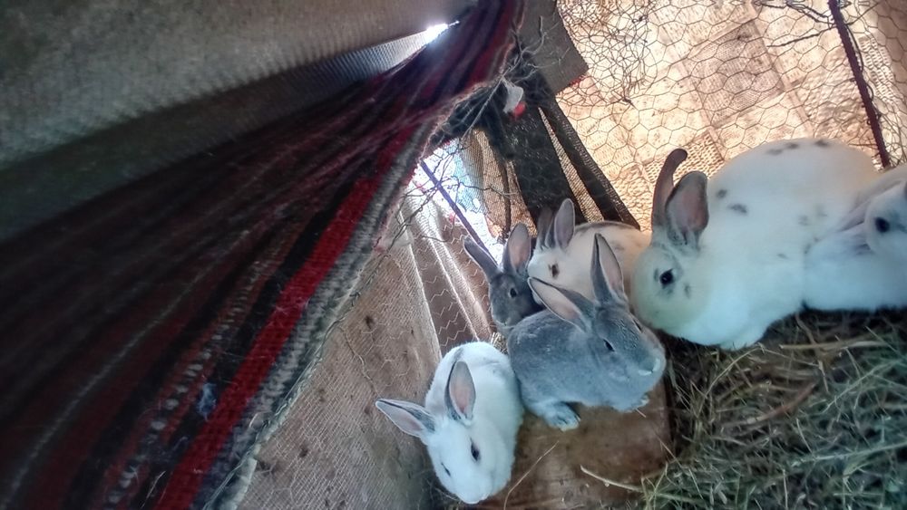 Vând iepuri de rasa