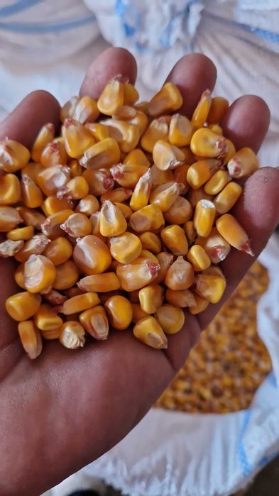 Transport gratuit porumb cu 1.1 kg va servim la domiciliu daca