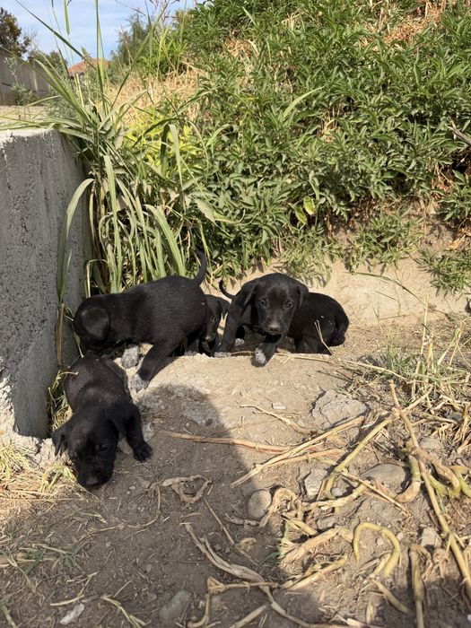 Catei adoptie 2-3 luni