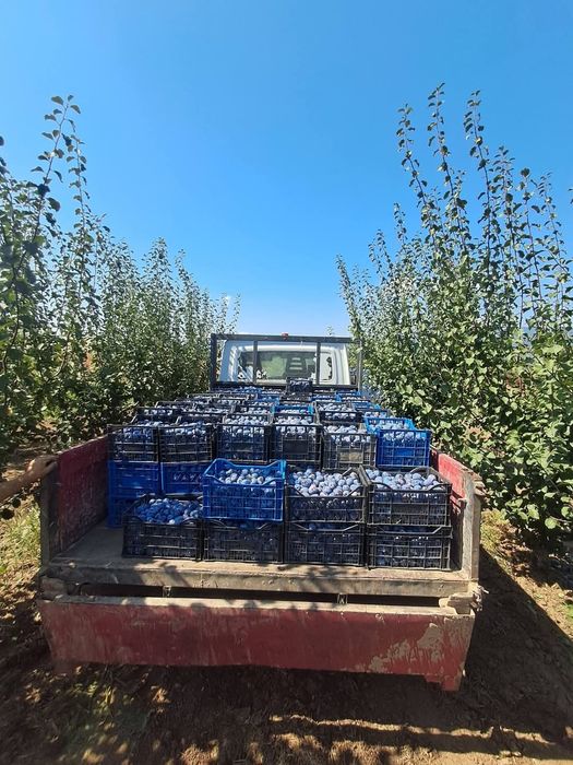 VÂND PRUNE 0722247122