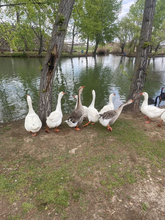 Продавам гъски/кокошки и яйца от тях