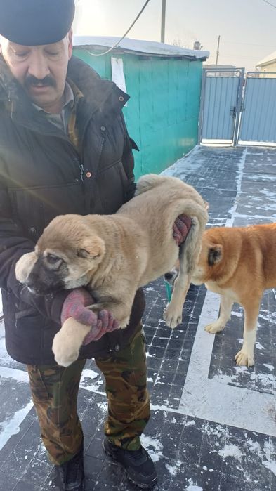 Продам щенков ,,Алабай,,,