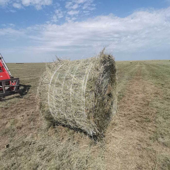 Тюки 350кг житняк