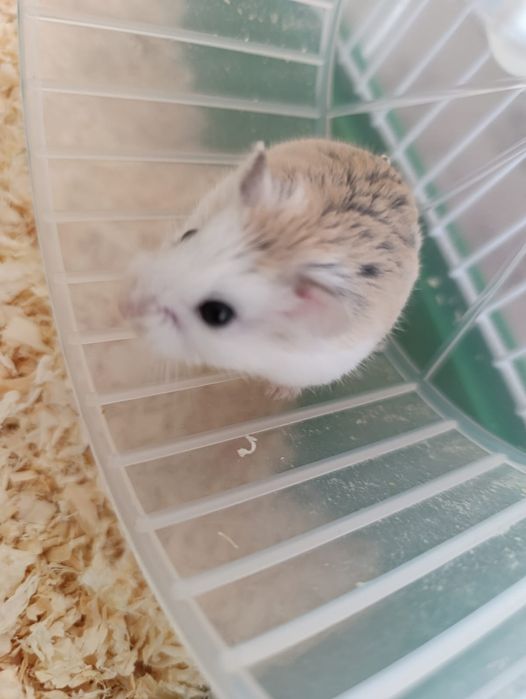 Donez hamsteri .
