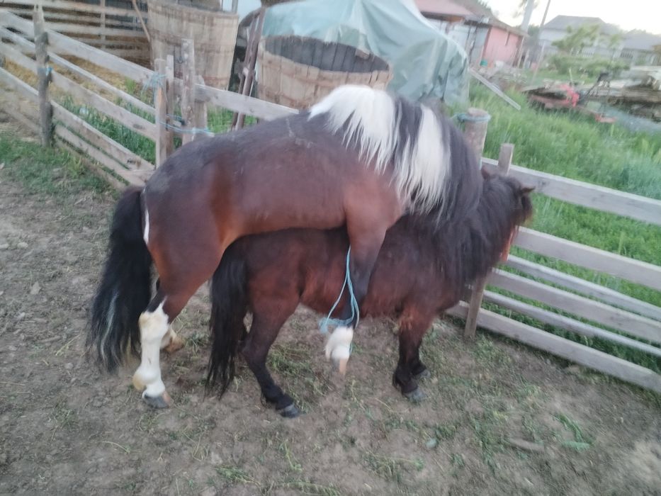 Ponei disponibili pentru monta
