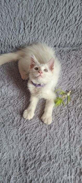 Продаётся котёнок мейн-кун