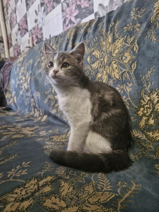 Отдаю бесплатно Котенка