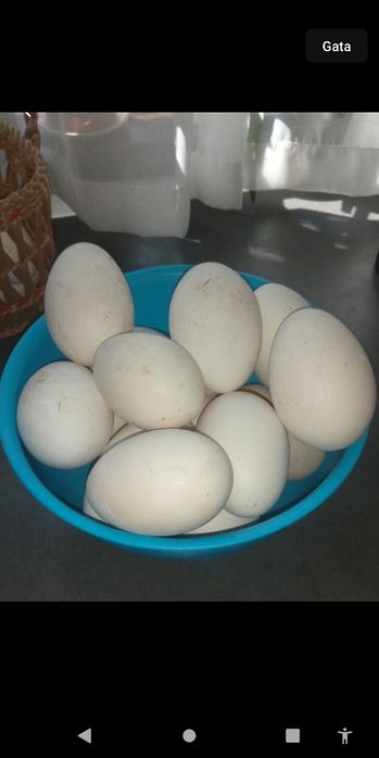 Vand oua de gasca pentru incubat sau consum