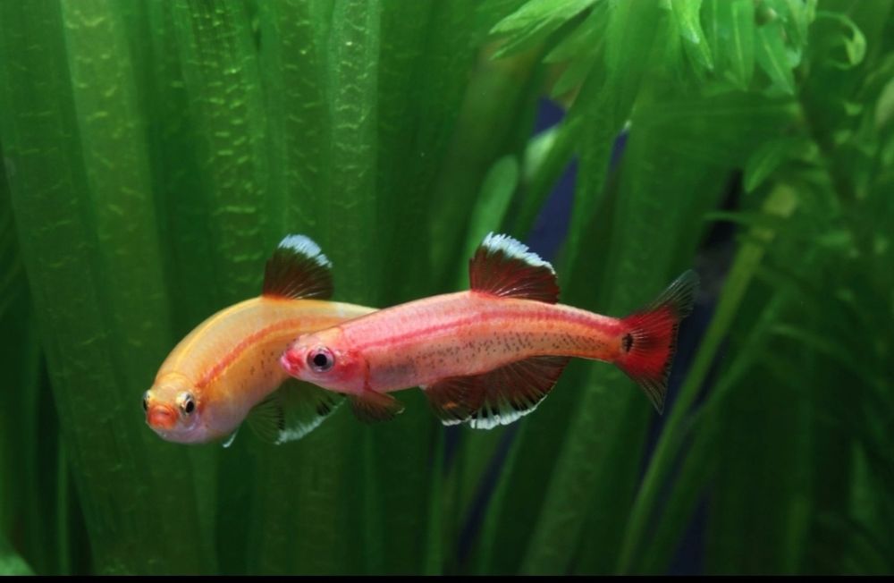 Аквариумные рыбки. Аквариум баликлари