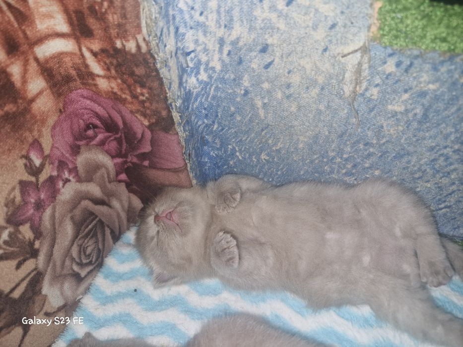 Британские котята