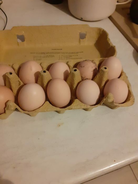 Oua Gaini de Portelan!