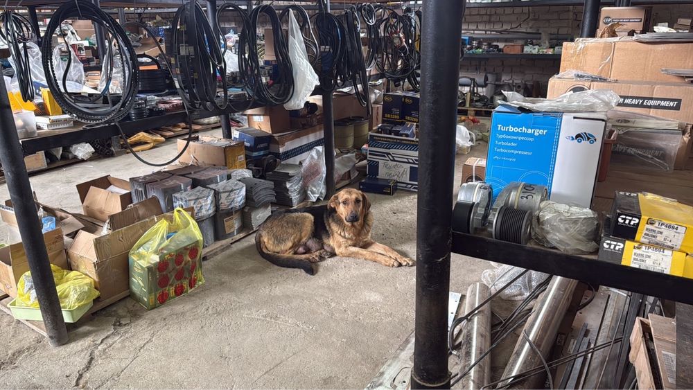 Отдам щенят в добрые руки