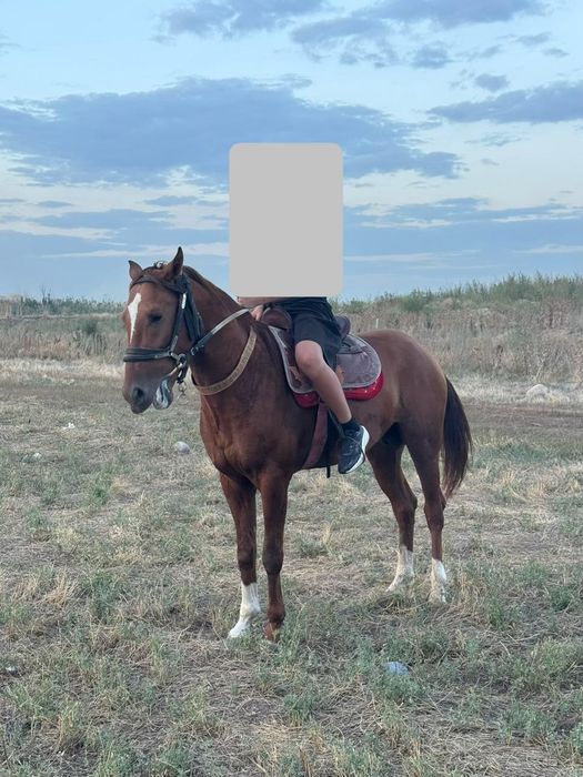 Продам жеребца 3 года