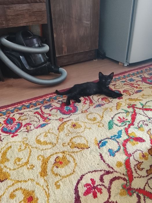 Продаются котята