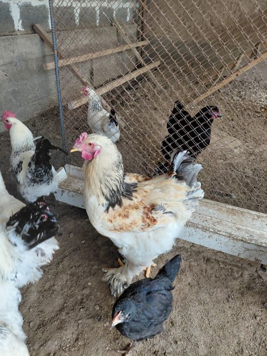 Қораз Петух 5 айлық