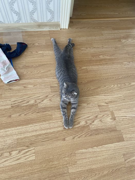 Котенок породистый (девочка)