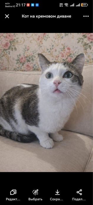 Кошечка и кот ищут добрые ручки