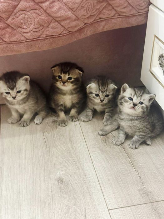 Шотландская  кошечка ищет новый дом