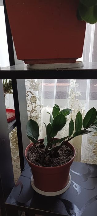 Бөлме гүлдері .комнатные цветы