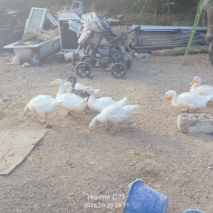 Продуются утки 6 шт