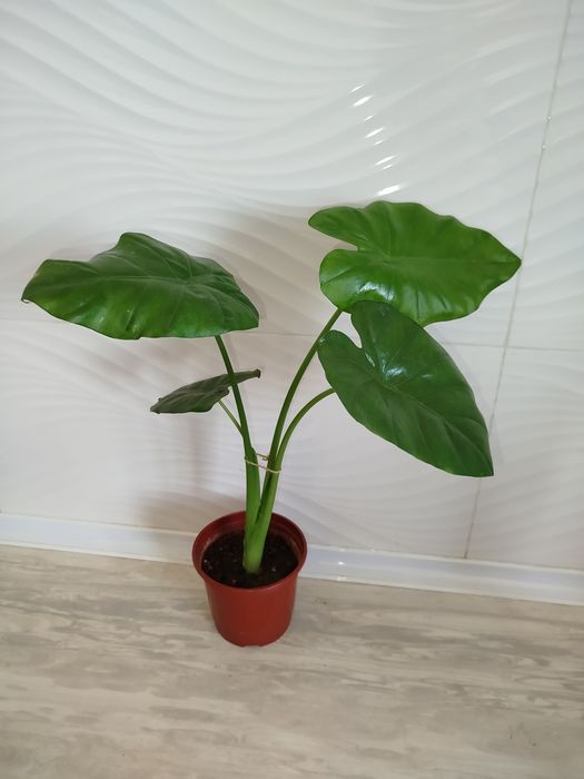 Alakaziya makro karpa