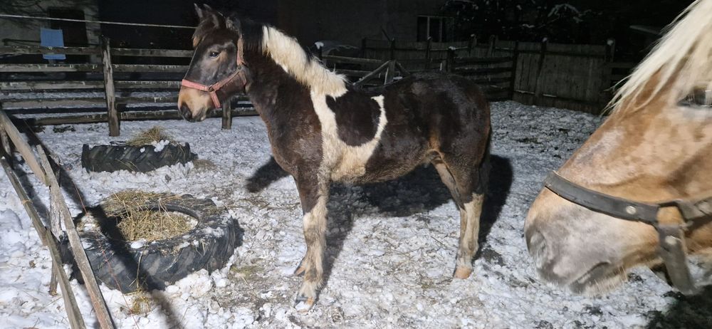 Manz tarcat de 7 luni