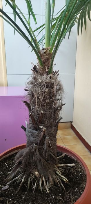 Палма  сорт Хамеропс