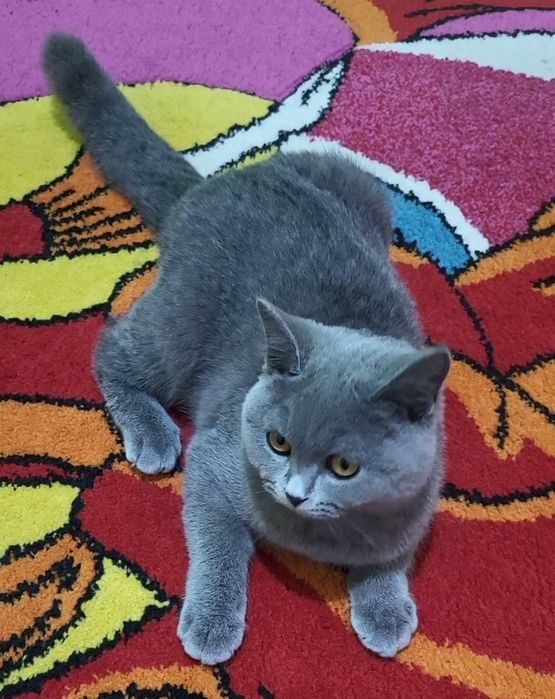 British shorthair