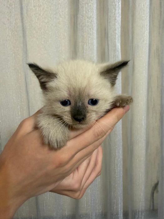 Котята девочки ищут дом