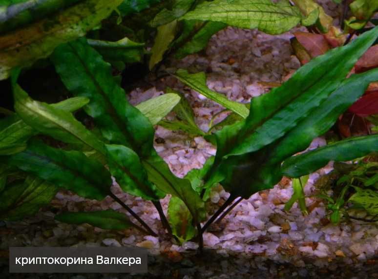 аквариумные растения