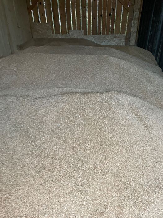 Vând ovăz și triticala