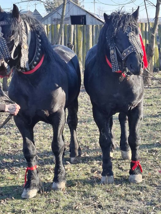Cai de vanzare.. 1 are 3 ani iar celalat are 3 ani jumatate