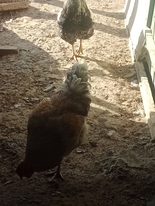 Қораз сатылады 3шт