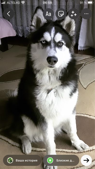 Вязка кобель хаски