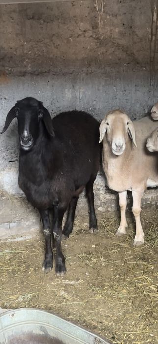 Арашан саулық