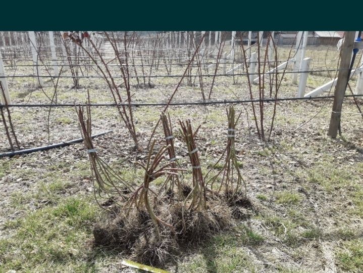 Butasi de zmeura polka și polana