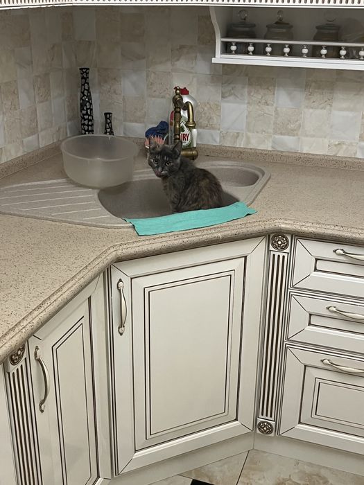 Котенок в добрые руки с миской и лотком