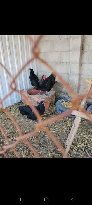 AVSTRALORP ZOTLI TOVUQLAR TUXUMLARI nalichi 9mingdan. Dastavka bor.