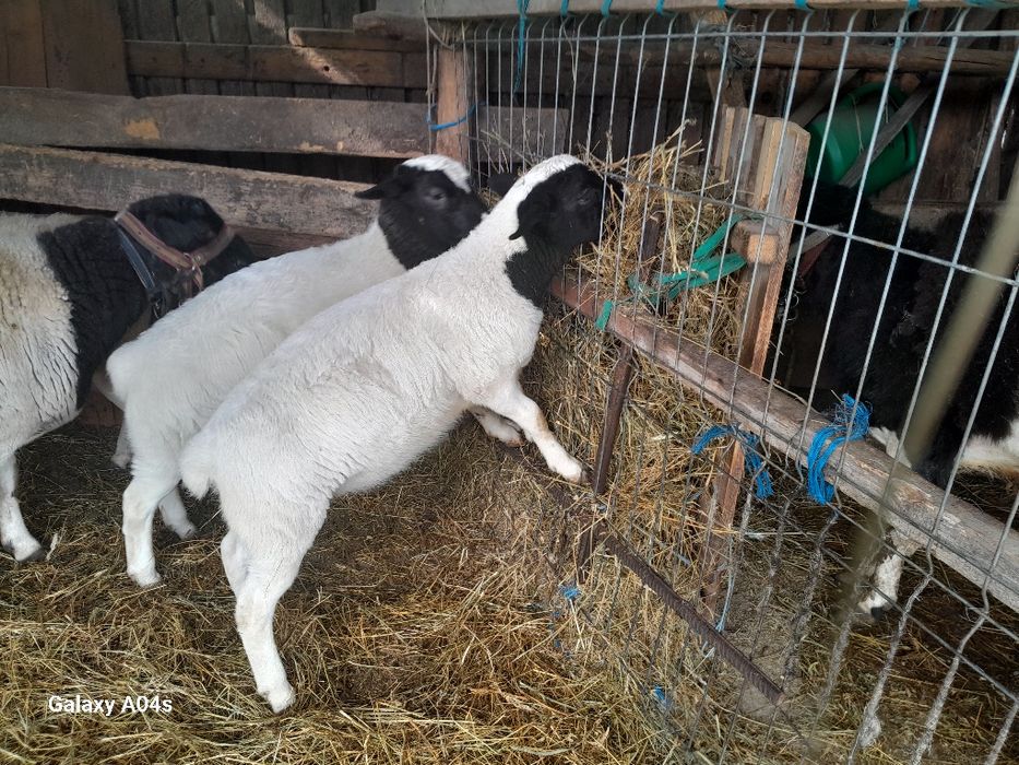 Berbec Dropper de vânzare , miei Dropper de vânzare