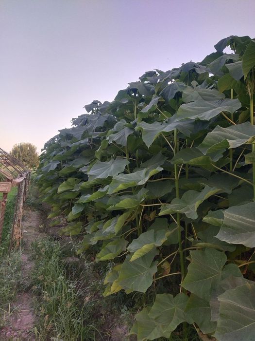 Павлония ФТЭ гибрид навлари 100% ишончли