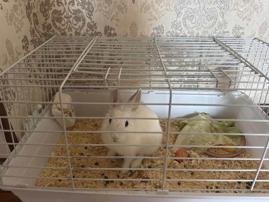 Продам кролика 3 х месячный