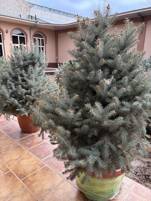 Голубой ель арча сотилади