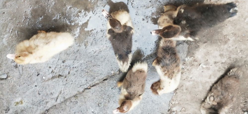 Срочно. Продам Индаутка