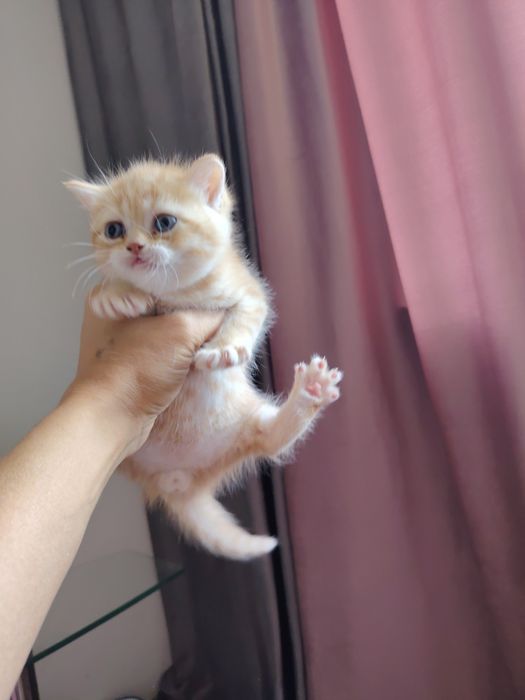 Срочно продаются котята скотиш фонд и скотиш страйт