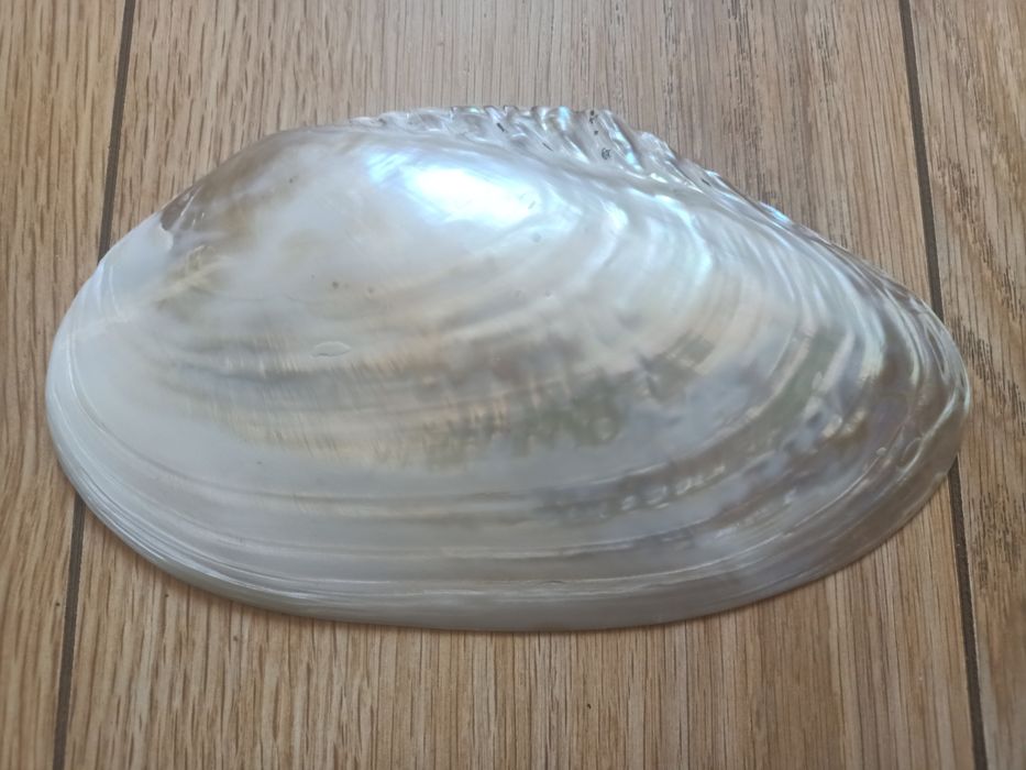 Ракушки от 1500 до 9000