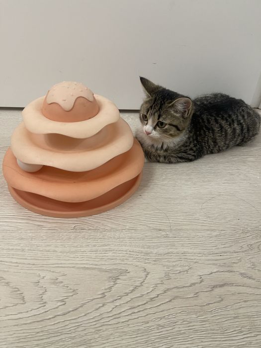 Отдам в добрые руки котенка